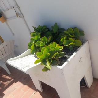 Monte da Lagoa - Altura - 1