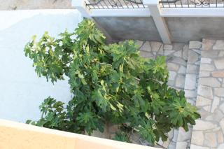 Apartments Adriatika - Budva - 4