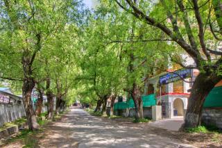 Thrill Nature Cottage - Manali - 9