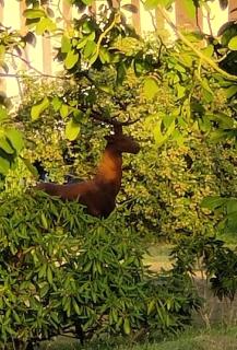 Les Délices de la Vie -  - 1