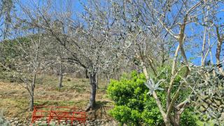 Orchidea - Beverino - 7