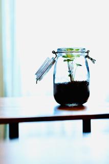 PLANT HOUSE Roma San Paolo - Roma - 2