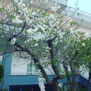 Rachel's guest apartments - Santa Maria Capua Vetere - 4