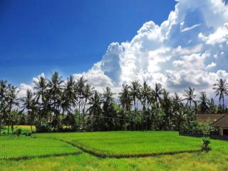 Pondok Ayu Soca - Ubud - 5