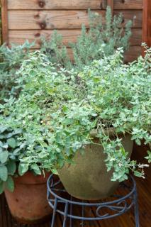 Garden Studio Annex w/free parking - Hemel Hempstead - 1