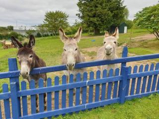 Ddol Cottage Traditional Coastal cottage nr Llangrannog & New Quay with Donkeys - Llandysul - 6