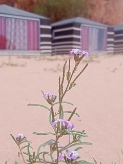Shahrazad desert, Wadi Rum - Wadi Rum - 9