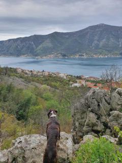 Home of Laurel - Kotor (Cattaro) - 2