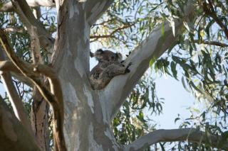Tranquil Escape - Koala Hotspot - 2 Bed 2 Bath Apt Spectacular Sea Views - 6