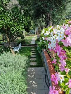 Olive - Cottage moderno tra gli ulivi di Sorrento - 1