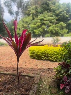 Nilgiri Comfort Stay - Coonoor - 7