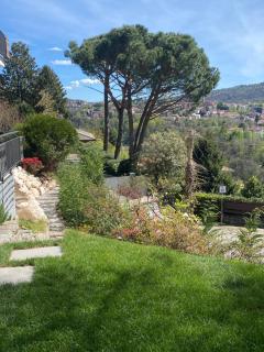 i FAGGI ROSSI - RED BEECH TREES - 1