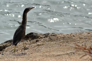 Starshipvillas Bonaire - 4