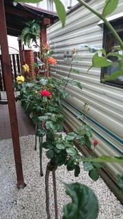 U Pani Marioli - 3