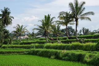 Sandat Glamping Tents - Ubud - 4