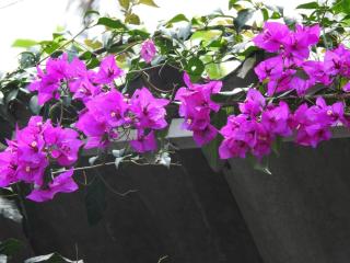 FINCA LA BENDICION - 3