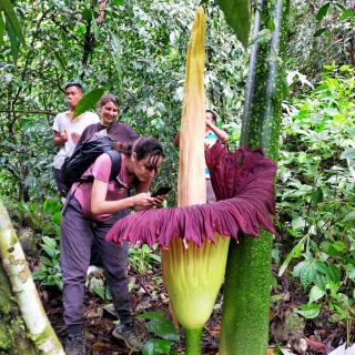 Bukit Lawang - 1