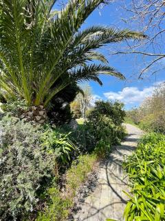Les agapanthes - vue mer - Roscanvel - 8