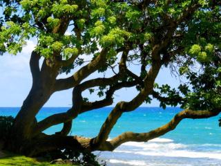 THE PERFECT FAMILY DESTINATiON - Kahuku - 1