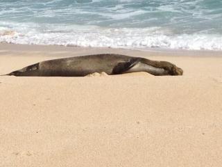 THE PERFECT FAMILY DESTINATiON - Kahuku - 5