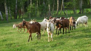 Maringotka na samotě na kozí farmě - 7