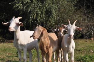 Maringotka na samotě na kozí farmě - 1