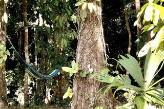 An abundance of wildlife at Jungle Glory Home Abajo - Manuel Antonio - 2