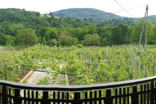 Cottage near river Kolpa, vineyards,top location. - 4