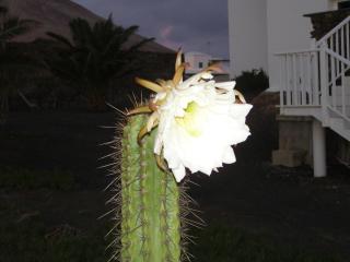 CASA LA TAHONILLA - 3