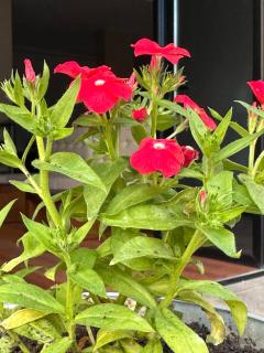 3B Suites Boutique Hotel - Saranda - 7