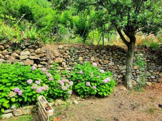 Il limoneto dei Cinque Sensi,apartment with garden - Vernazza - 5