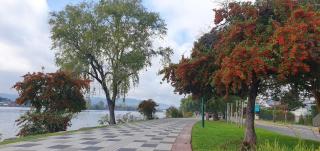 Bello departamento en costanera de Valdivia - Valdivia - 1