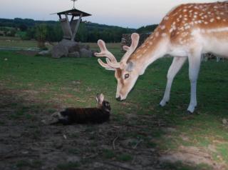 Anima'Sphair Bulle près des animaux - Bras-Haut - 3