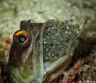 K2 Lembeh Dive Resort - 3