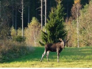 Holiday Home in Smaland Countryside - 3