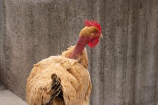 Agriturismo Pozzo Fiorito - 4