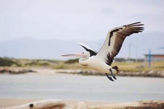 Pelican Sands Scamander - Scamander - 1