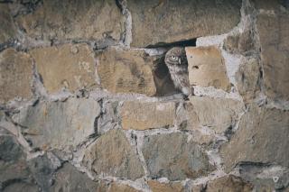 A l'entrée du verger - Charmante maison en pierres - 5