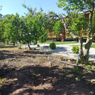 Fidelya Bungalow Evleri - Adrasan - 2