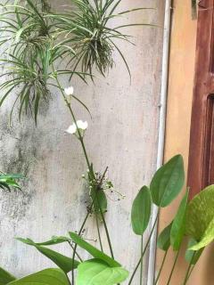 T30 Hanoi Homestay, near Lotte Tay Ho, 25minutes to the airport - 1