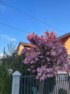 Apartman- Sarajevo - Sarajevo - 8