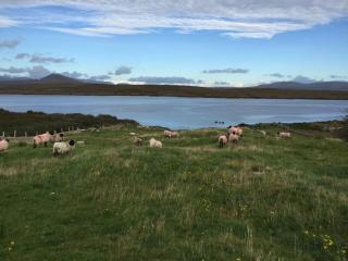Apartment at Island Cottage, Inishnee, Roundstone - Galway - 7