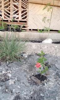 Homestead Farm Payag/Bahay Kubo - 1