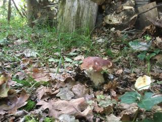 Calme, nature, vitalité. Venez vous ressourcer près de l'océan - Grayan-et-lʼHôpital - 8