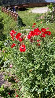 Pixnerhof Urlaub auf dem Bauernhof - 8