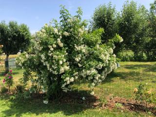 Pressoir du bois gribout - 2