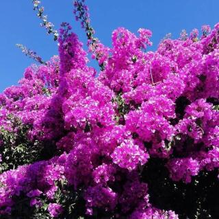 Villa Les Bougainvilliers - Sanary-sur-Mer - 6