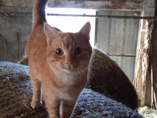 Maison de vacances rénovée à la ferme, terrasse, proche du Parc Ardes, Puy de Dôme et Brioude - FR-1-582-375 - 8