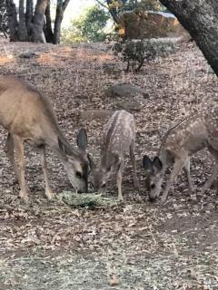 Cozy Cub Cabin, brand new home near Yosemite - Mariposa - 5