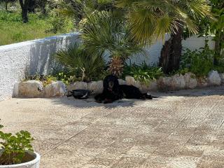 Trullo L'ulivo - Ostuni - 9